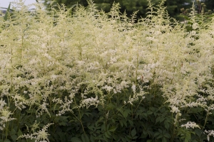 Astilbe 'Bridal Veil' 